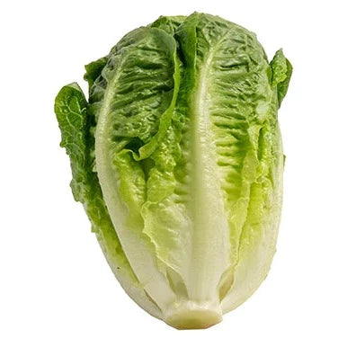 Lettuce Baby Cos Single