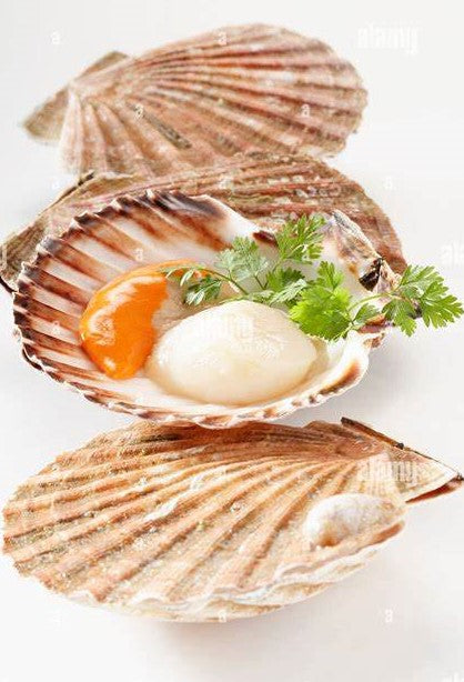 Scallop Half Shell  - 6