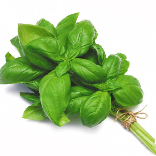 Herbs Basil (Small Sleeve)