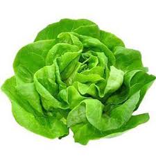 Lettuce Green Oakleaf