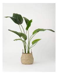 Taro Artificial Plant in Woven Basket 74cm in Natural