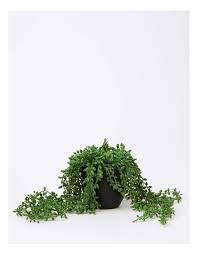 Long Stringed Pearl Artificial Plant 60cm in Black Pot