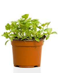 Potted Herbs Coriander